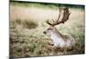 Male Fallow Deer in the Wild Forest-Mohana AntonMeryl-Mounted Photographic Print
