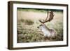 Male Fallow Deer in the Wild Forest-Mohana AntonMeryl-Framed Photographic Print