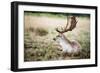 Male Fallow Deer in the Wild Forest-Mohana AntonMeryl-Framed Photographic Print