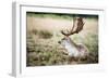 Male Fallow Deer in the Wild Forest-Mohana AntonMeryl-Framed Photographic Print