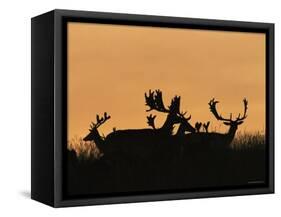 Male Fallow Deer, Silhouettes at Dawn, Tamasi, Hungary-Bence Mate-Framed Stretched Canvas