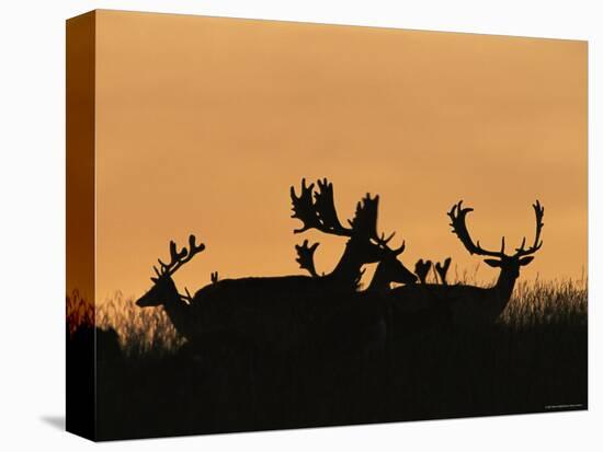 Male Fallow Deer, Silhouettes at Dawn, Tamasi, Hungary-Bence Mate-Stretched Canvas