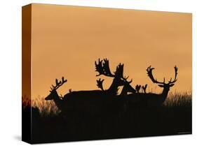 Male Fallow Deer, Silhouettes at Dawn, Tamasi, Hungary-Bence Mate-Stretched Canvas