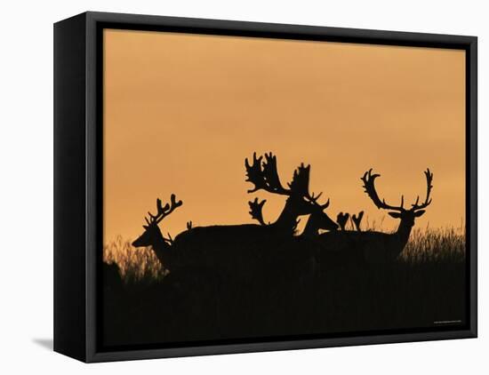 Male Fallow Deer, Silhouettes at Dawn, Tamasi, Hungary-Bence Mate-Framed Stretched Canvas