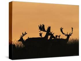 Male Fallow Deer, Silhouettes at Dawn, Tamasi, Hungary-Bence Mate-Stretched Canvas