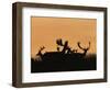 Male Fallow Deer, Silhouettes at Dawn, Tamasi, Hungary-Bence Mate-Framed Premium Photographic Print