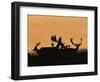 Male Fallow Deer, Silhouettes at Dawn, Tamasi, Hungary-Bence Mate-Framed Premium Photographic Print