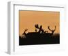 Male Fallow Deer, Silhouettes at Dawn, Tamasi, Hungary-Bence Mate-Framed Premium Photographic Print