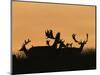 Male Fallow Deer, Silhouettes at Dawn, Tamasi, Hungary-Bence Mate-Mounted Premium Photographic Print