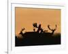 Male Fallow Deer, Silhouettes at Dawn, Tamasi, Hungary-Bence Mate-Framed Photographic Print