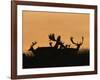 Male Fallow Deer, Silhouettes at Dawn, Tamasi, Hungary-Bence Mate-Framed Photographic Print