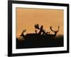 Male Fallow Deer, Silhouettes at Dawn, Tamasi, Hungary-Bence Mate-Framed Photographic Print