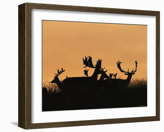 Male Fallow Deer, Silhouettes at Dawn, Tamasi, Hungary-Bence Mate-Framed Photographic Print