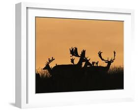 Male Fallow Deer, Silhouettes at Dawn, Tamasi, Hungary-Bence Mate-Framed Photographic Print