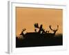 Male Fallow Deer, Silhouettes at Dawn, Tamasi, Hungary-Bence Mate-Framed Photographic Print