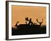 Male Fallow Deer, Silhouettes at Dawn, Tamasi, Hungary-Bence Mate-Framed Photographic Print