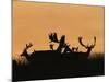 Male Fallow Deer, Silhouettes at Dawn, Tamasi, Hungary-Bence Mate-Mounted Photographic Print