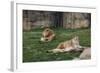 Male & Female Lion At Rest-Carol Highsmith-Framed Art Print