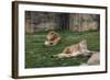 Male & Female Lion At Rest-Carol Highsmith-Framed Art Print