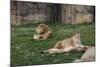 Male & Female Lion At Rest-Carol Highsmith-Mounted Art Print