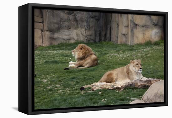 Male & Female Lion At Rest-Carol Highsmith-Framed Stretched Canvas