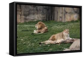 Male & Female Lion At Rest-Carol Highsmith-Framed Stretched Canvas