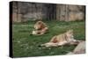 Male & Female Lion At Rest-Carol Highsmith-Stretched Canvas