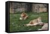 Male & Female Lion At Rest-Carol Highsmith-Framed Stretched Canvas