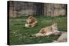 Male & Female Lion At Rest-Carol Highsmith-Stretched Canvas