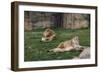 Male & Female Lion At Rest-Carol Highsmith-Framed Art Print