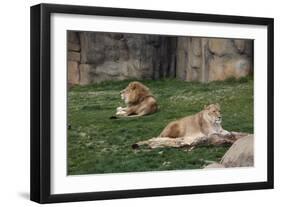 Male & Female Lion At Rest-Carol Highsmith-Framed Art Print