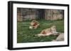 Male & Female Lion At Rest-Carol Highsmith-Framed Art Print