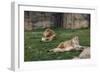 Male & Female Lion At Rest-Carol Highsmith-Framed Art Print