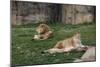 Male & Female Lion At Rest-Carol Highsmith-Mounted Art Print