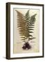 Male Fern (Dryopteris Filix-Mas) by Leonhart Fuchs from De Historia Stirpium Commentarii Insignes (-null-Framed Giclee Print