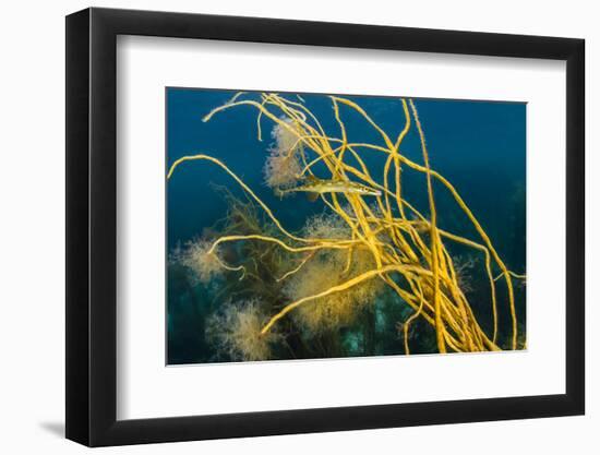 Male Fifteen spined stickleback guarding a nest-Alex Mustard-Framed Photographic Print