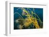 Male Fifteen spined stickleback guarding a nest-Alex Mustard-Framed Photographic Print