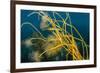 Male Fifteen spined stickleback guarding a nest-Alex Mustard-Framed Photographic Print