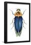 Male Firefly (Lampyridae), Insects-Encyclopaedia Britannica-Framed Poster