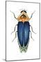Male Firefly (Lampyridae), Insects-Encyclopaedia Britannica-Mounted Poster