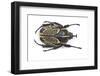 Male Fornasinius Fornasini Beetle-Darrell Gulin-Framed Photographic Print