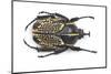 Male Fornasinius Fornasini Beetle-Darrell Gulin-Mounted Photographic Print