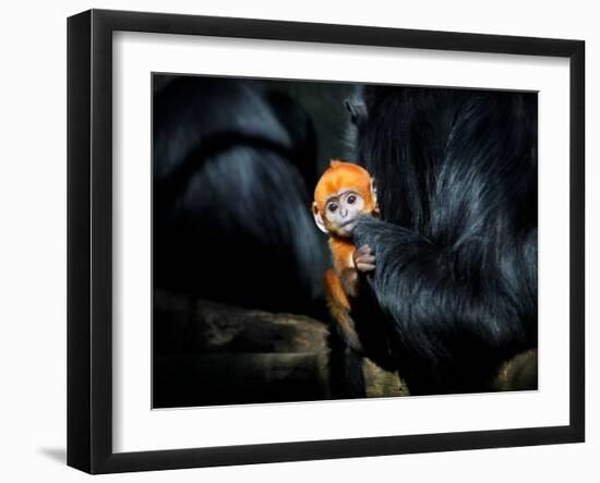 Male Francois' Leaf Monkey Relaxes with His Parents at the Zoological Gardens Zoorasia in Yokohama-null-Framed Photographic Print
