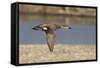 Male Gadwall Duck in Flight-Hal Beral-Framed Stretched Canvas