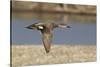 Male Gadwall Duck in Flight-Hal Beral-Stretched Canvas