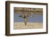 Male Gadwall Duck in Flight-Hal Beral-Framed Photographic Print