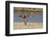 Male Gadwall Duck in Flight-Hal Beral-Framed Photographic Print