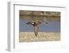 Male Gadwall Duck in Flight-Hal Beral-Framed Photographic Print