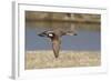 Male Gadwall Duck in Flight-Hal Beral-Framed Photographic Print