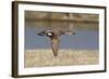 Male Gadwall Duck in Flight-Hal Beral-Framed Photographic Print